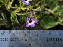 Downingia concolor var. concolor