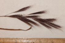 Bromus madritensis