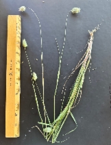 Phalaris brachystachys