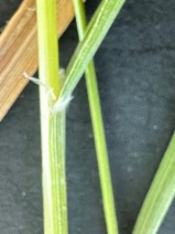 Calamagrostis rubescens