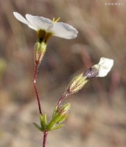 Linanthus aureus ssp. decorus