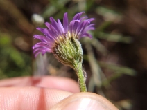 Erigeron foliosus