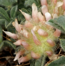 Trifolium andersonii ssp. andersonii