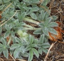Trifolium andersonii ssp. andersonii
