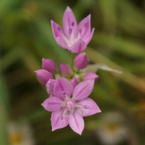 Allium unifolium