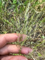 Agrostis hallii