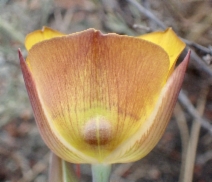 Calochortus clavatus var. clavatus