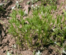 Polygonum polygaloides - Calflora