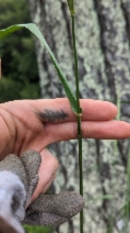 Festuca pratensis