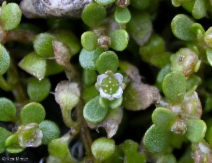 Elatine californica
