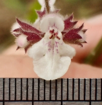 Stachys rigida var. quercetorum