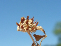 Trifolium glomeratum