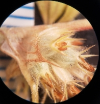 Trifolium striatum