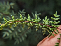 Pellaea mucronata var. mucronata