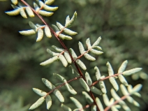 Pellaea mucronata var. mucronata