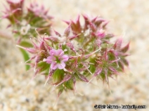 Chorizanthe eastwoodiae