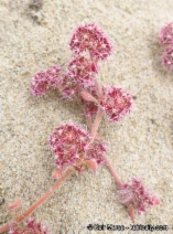 Chorizanthe eastwoodiae