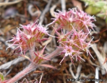 Chorizanthe eastwoodiae