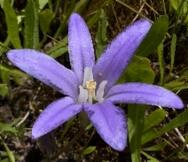 Brodiaea terrestris