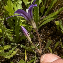 Brodiaea terrestris