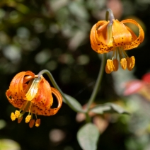 Lilium pardalinum