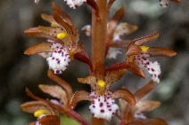 Corallorhiza maculata