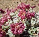 Eriogonum umbellatum var. minus