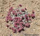 Eriogonum umbellatum var. minus