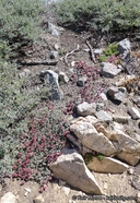 Eriogonum umbellatum var. minus