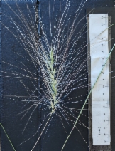 Elymus multisetus