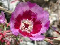 Clarkia speciosa ssp. speciosa