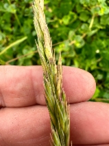 Elymus glaucus ssp. virescens