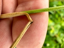 Elymus glaucus ssp. virescens