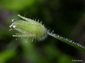 Stellaria pallida