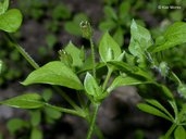 Stellaria pallida