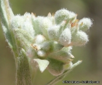 Micropus californicus var. subvestitus