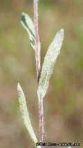 Micropus californicus var. subvestitus