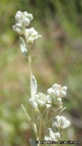 Micropus californicus var. subvestitus