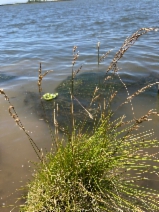 Deschampsia cespitosa ssp. holciformis