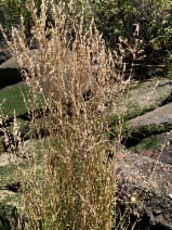 Deschampsia cespitosa ssp. cespitosa