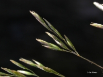 Deschampsia caespitosa