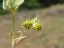 Medicago minima