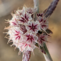 Chorizanthe membranacea