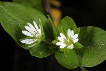 Stellaria media