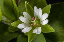 Stellaria media