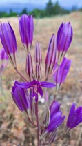 Triteleia laxa