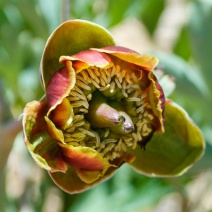 Paeonia brownii