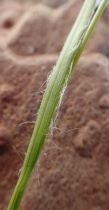 Luzula comosa var. comosa