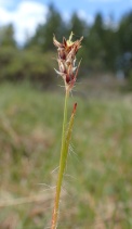 Luzula comosa var. comosa