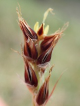 Luzula comosa var. comosa